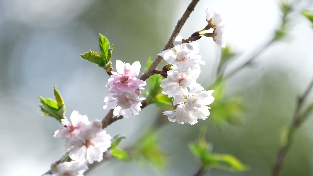白毫寺椿