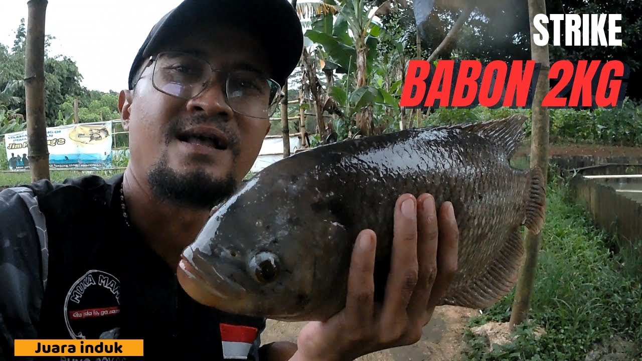MANCING GURAME‼️3 ekor babon naik dalam waktu sejam