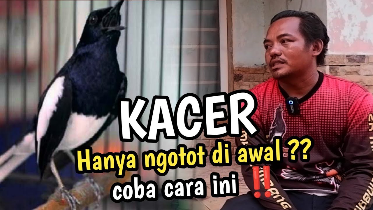 CARA MERAWAT - MENGATASI KACER NGOTOT DI AWAL KETIKA DI LOMBA - by CHAN KASEP 🔥