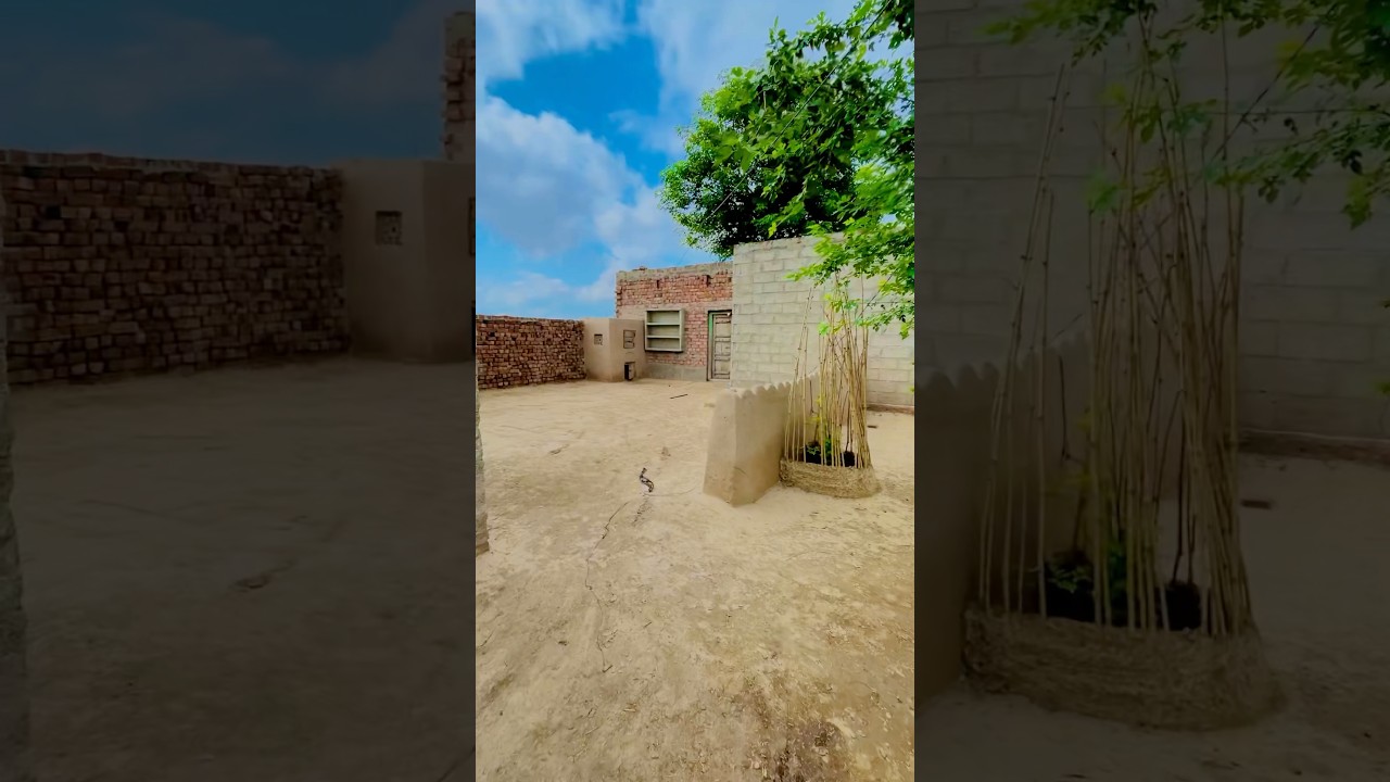 Pakistan Village life Punjab/old Culture of Punjab/#mudhouse #kachy #ghar #gaonlife #ytshorts