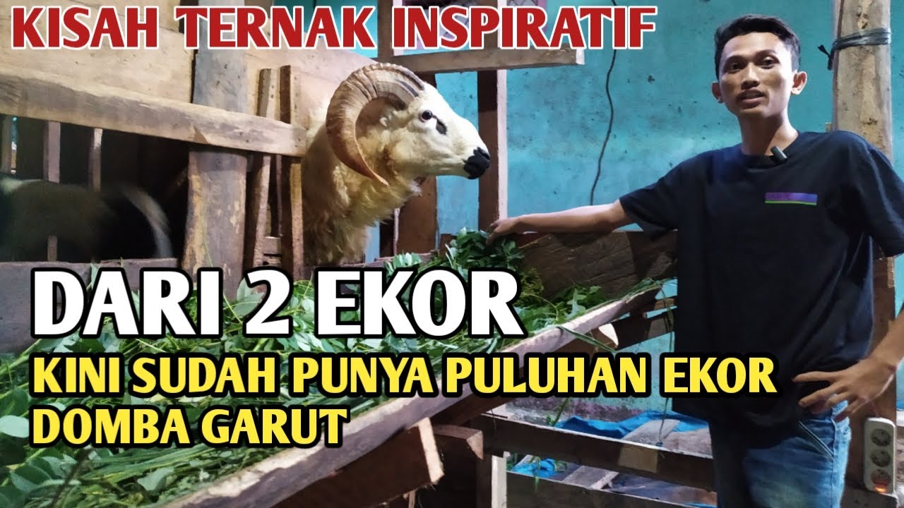 PEMUDA SUKSES TERNAK DOMBA GARUT❗❗