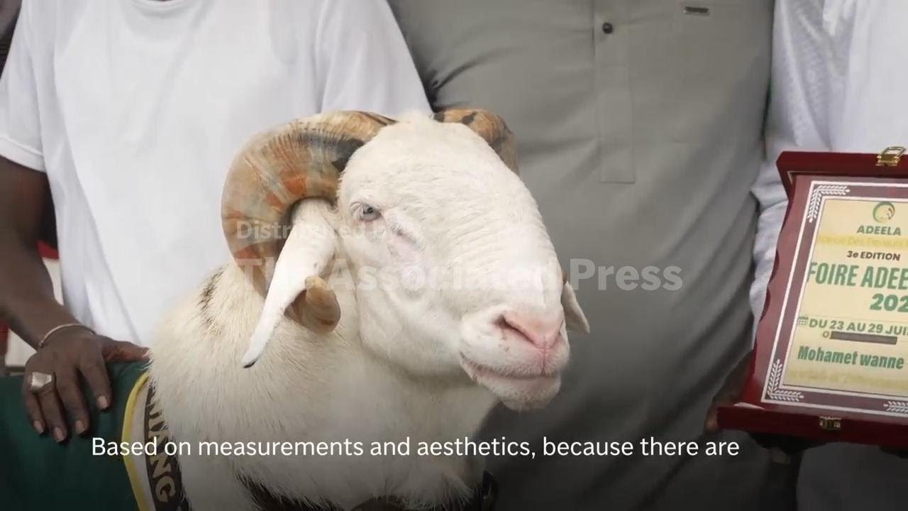 Senegal&rsquo;s prized Ladoum sheep compete in a sheep beauty pageant