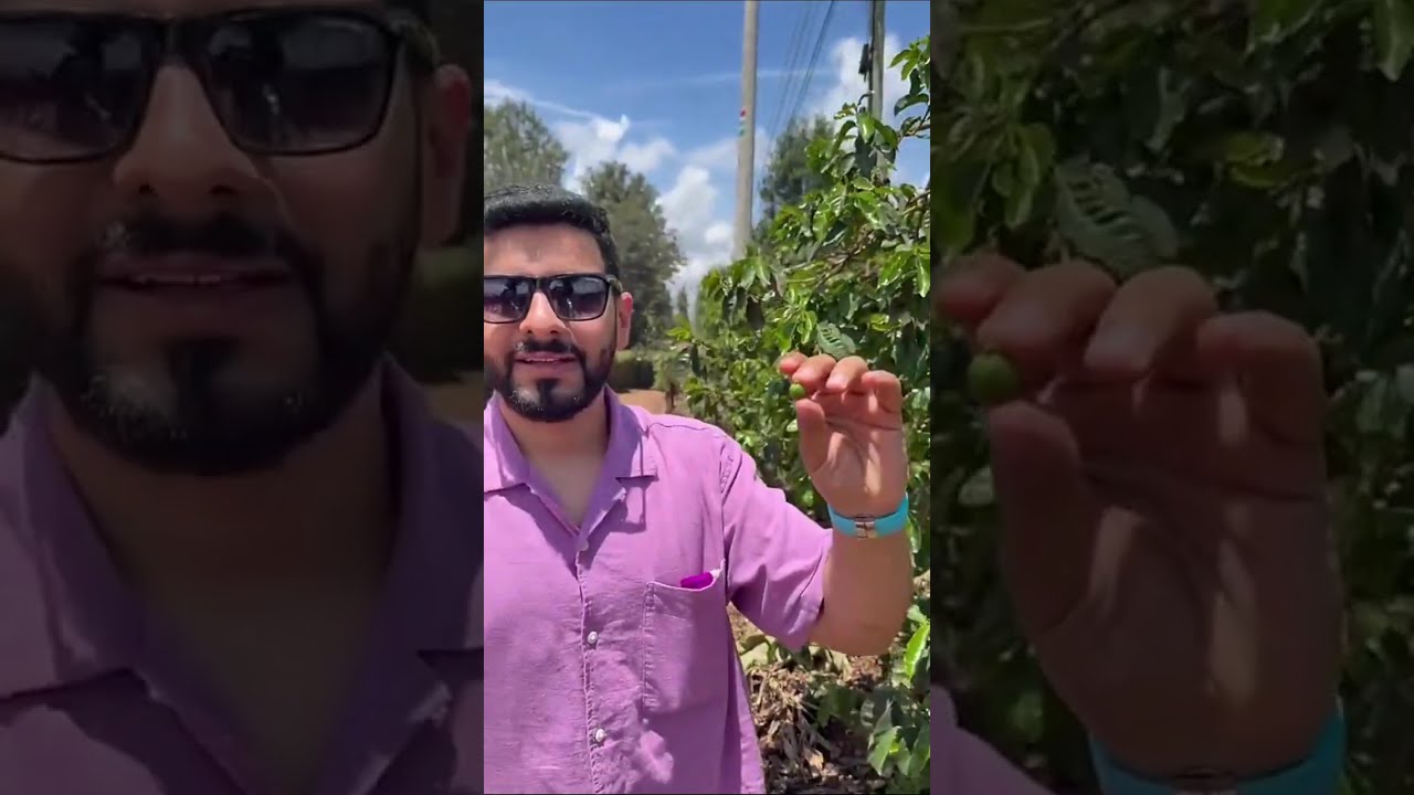مزارع القهوه في كينيا 