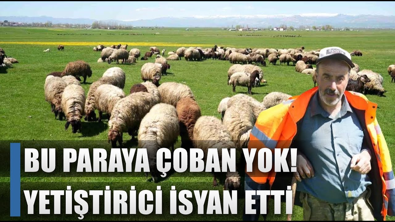 Bu Paraya Çoban Bulamıyor! Yetiştirici İsyan Etti! / AGRO TV HABER