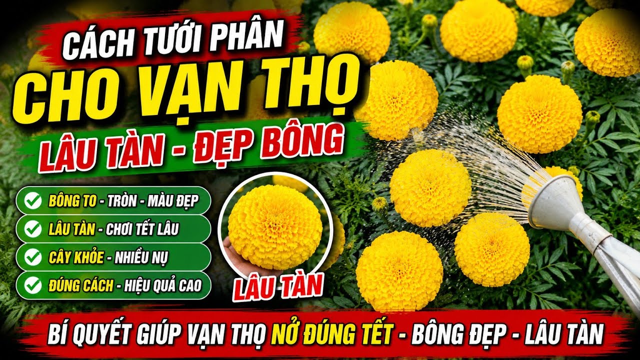cách tưới phân bông vạn thọ lâu tàn hiệu quả, huỳnh cập nhật 