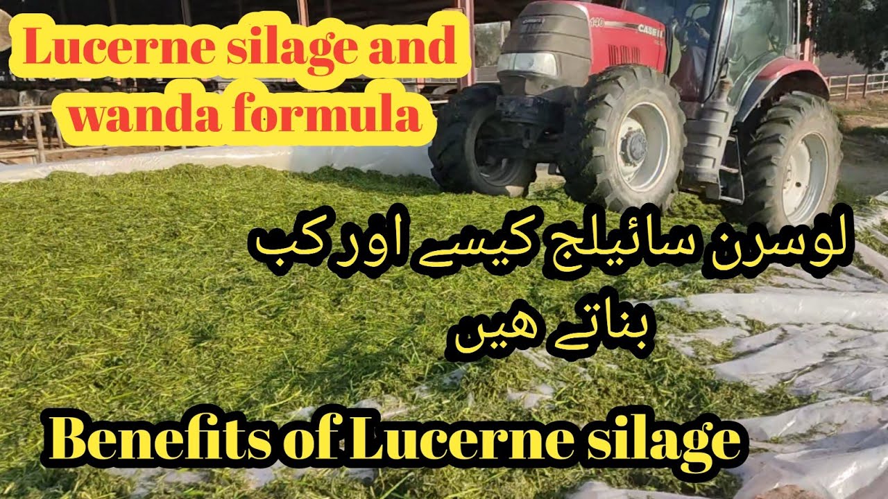 Lucerne Ka silage aur feed formula II Feed formulation with Lucerne silage I Lucerne silage benefits