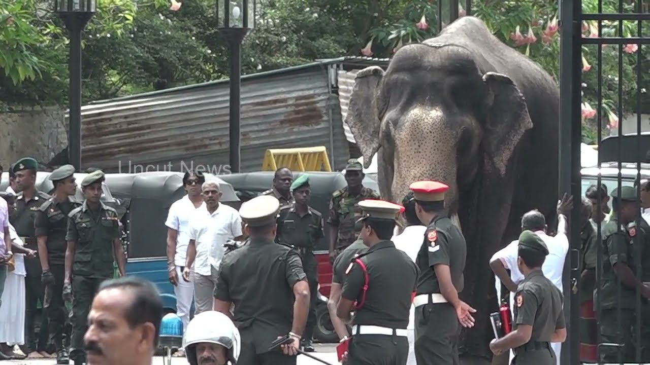 Nadungamuwe  raja     2018