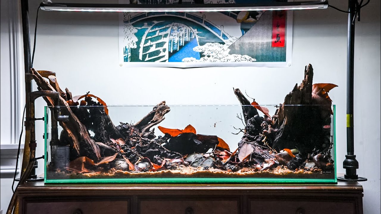 BUILDING THE RIVERS EDGE BLACKWATER AQUASCAPE