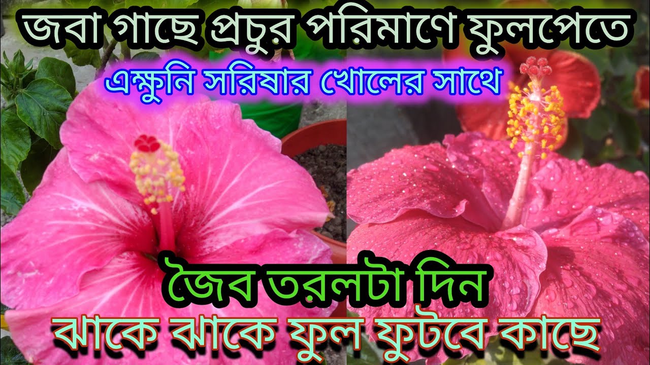 জবা গাছে প্রচুর পরিমাণে ফুল পেতে/এক্ষুনি সরিষার খোলের সাথে এই জৈব তরল টা দিন/hibiscus flower care fe