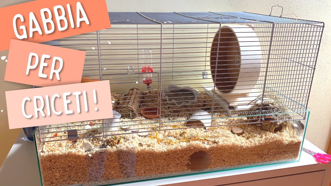 Come Allestire una Gabbia per Criceti #1 | Hamster Cage