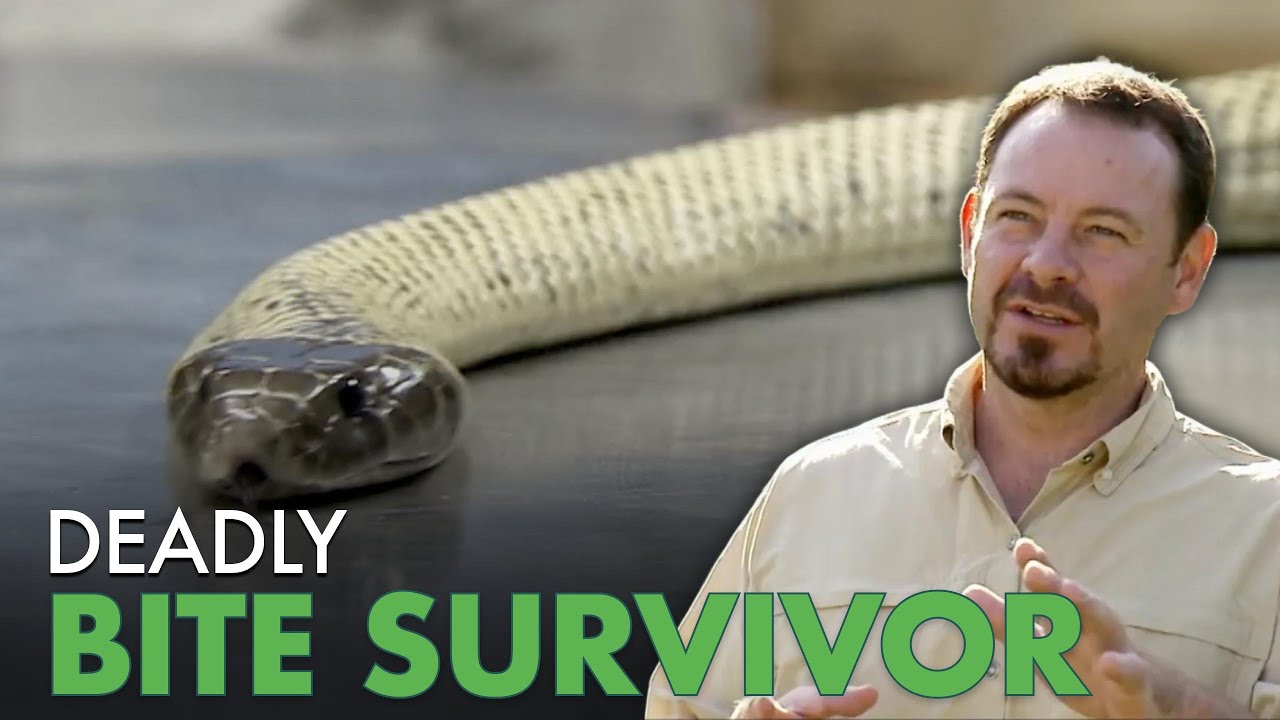 Python Hunters Face Deadly King Brown in Australia | Python Hunters