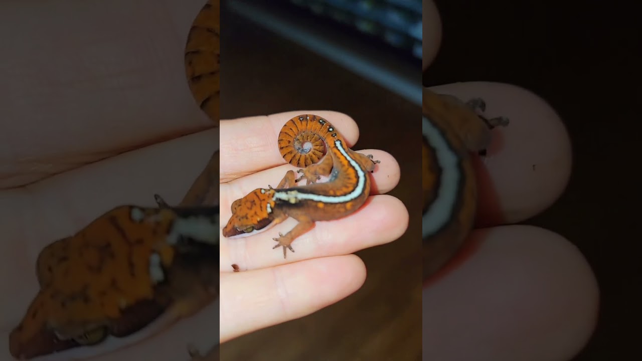 Radiant color on this Cat Gecko!#reptiles #shorts #gecko