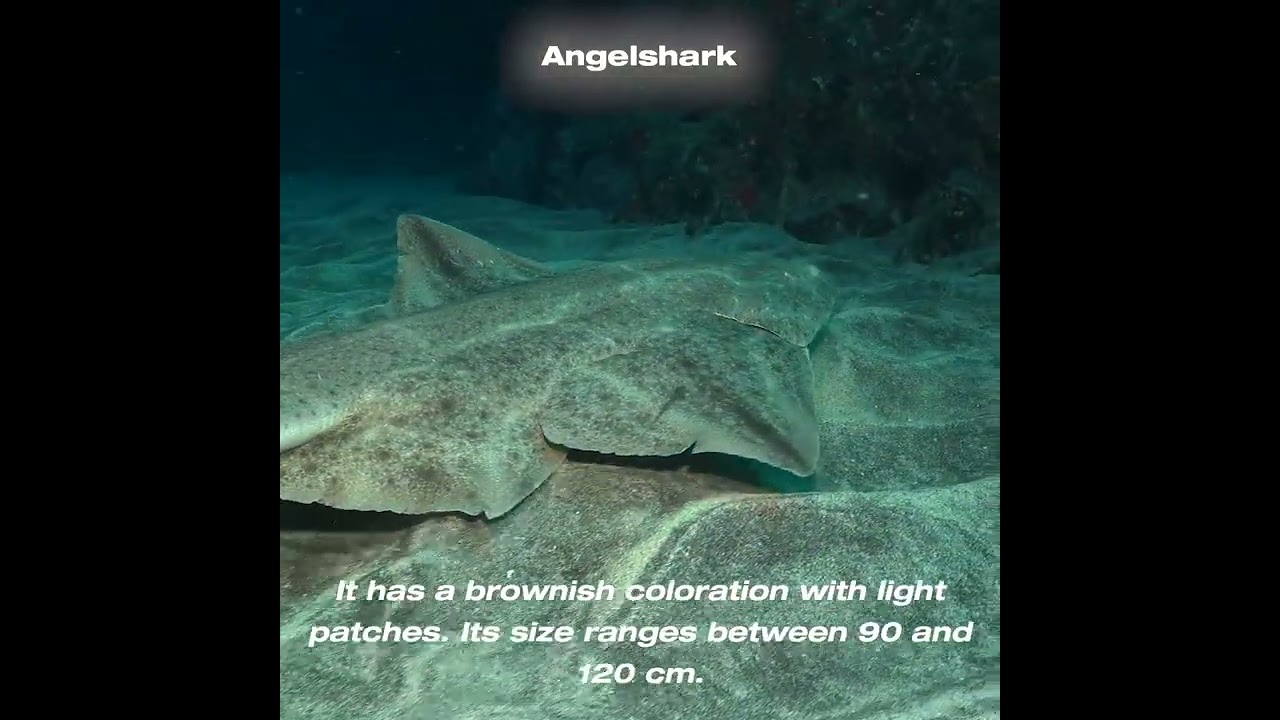 Angelshark - Angelote