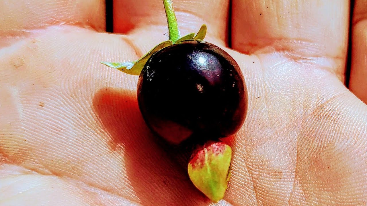 Eugenia involucrata - tasting Cherry of the Rio Grande