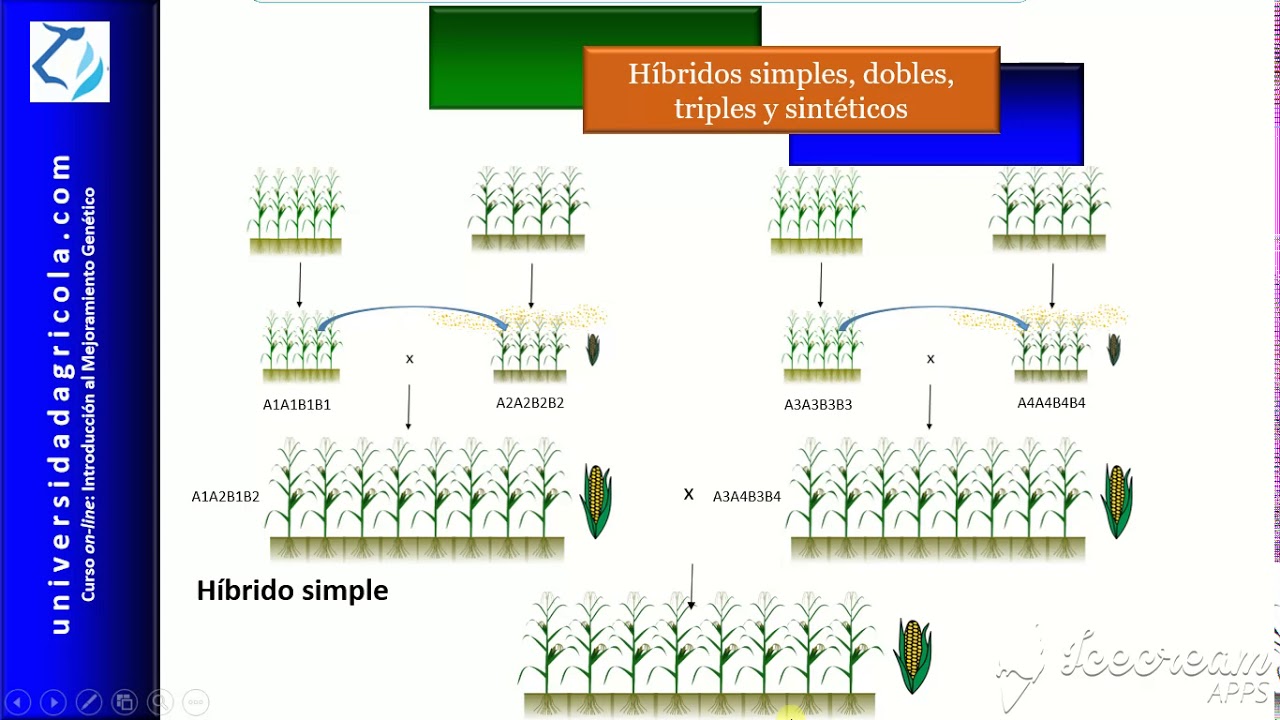 MGP_Video 20. Cultivares híbridos y sintéticos en la producción agrícola
