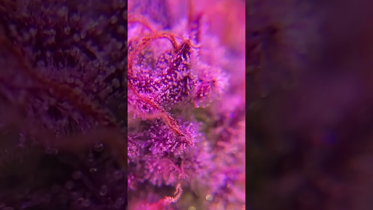 Close up on dem buds