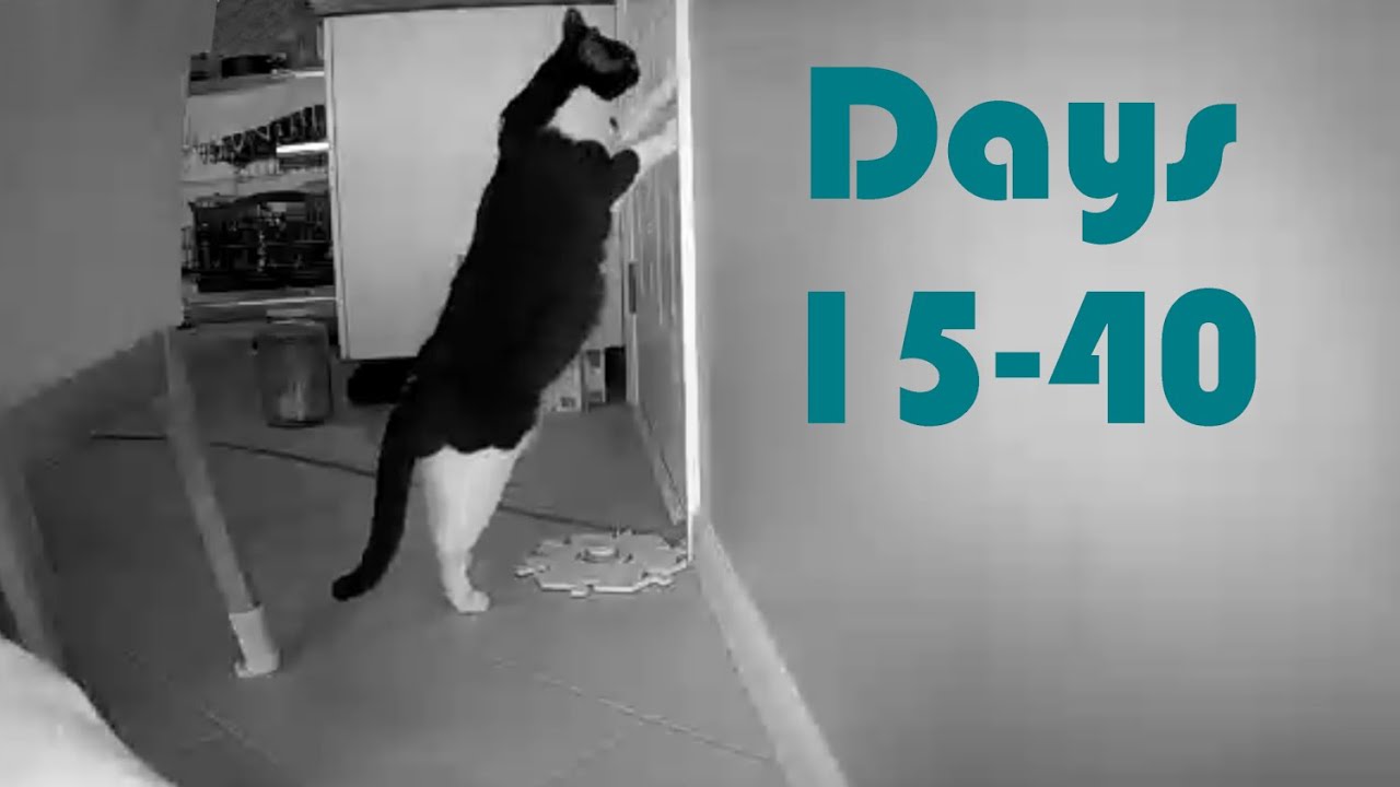 Days 15-40 | Keep Going! | Teaching Our Cats to Talk