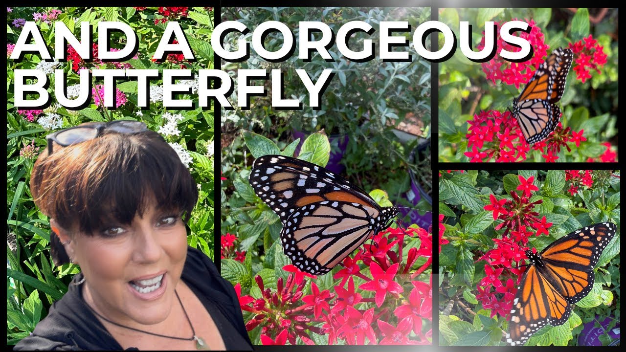 Planting a Butterfly Sage and a Rattlesnake Master in my Florida Native Plant Garden