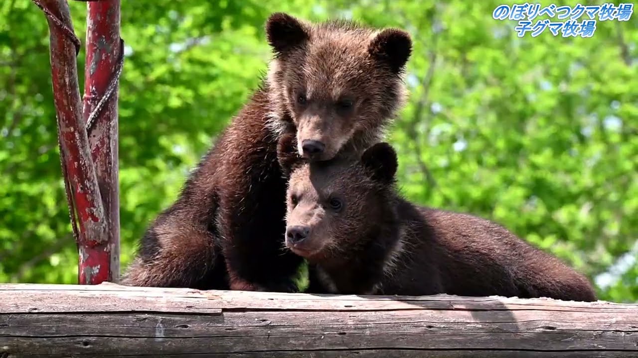 【のぼりべつクマ牧場】　元気なヒグマ ③
