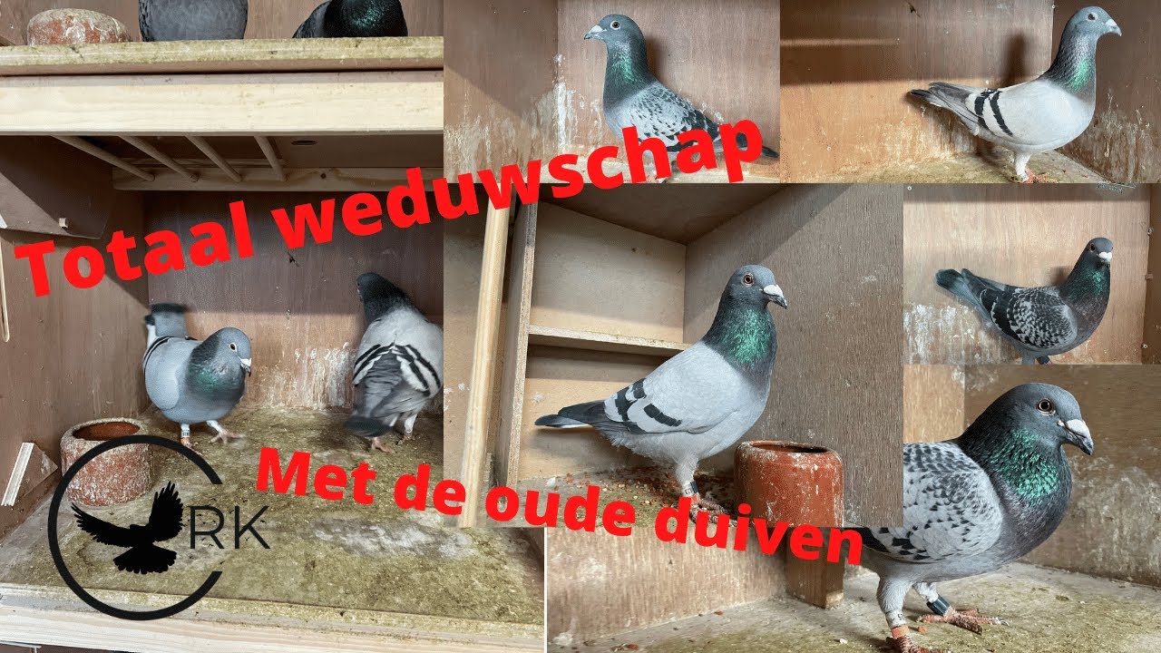 Totaal weduwschap met de oude duiven! Vlog #54