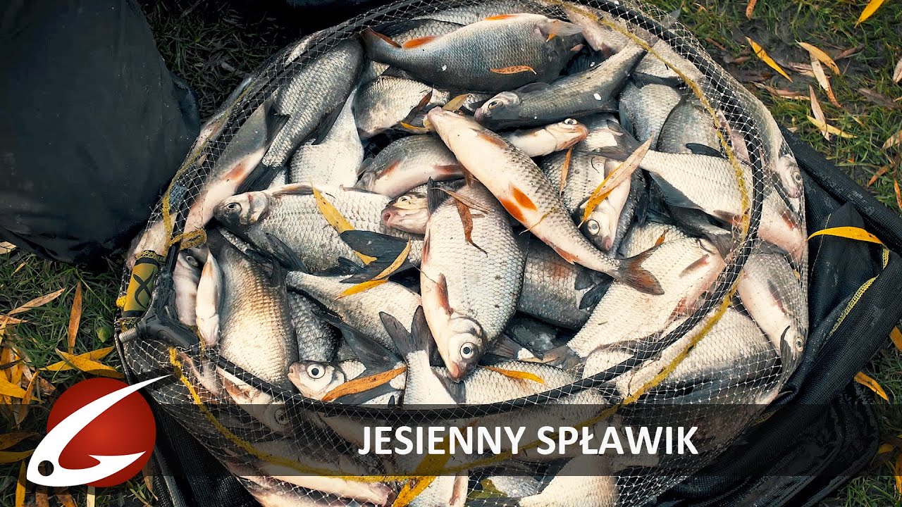 PIĘKNY PRZYŁÓW na SPŁAWIK | JAK rozrobić ZANĘTĘ i ZŁOWIĆ fajne RYBY