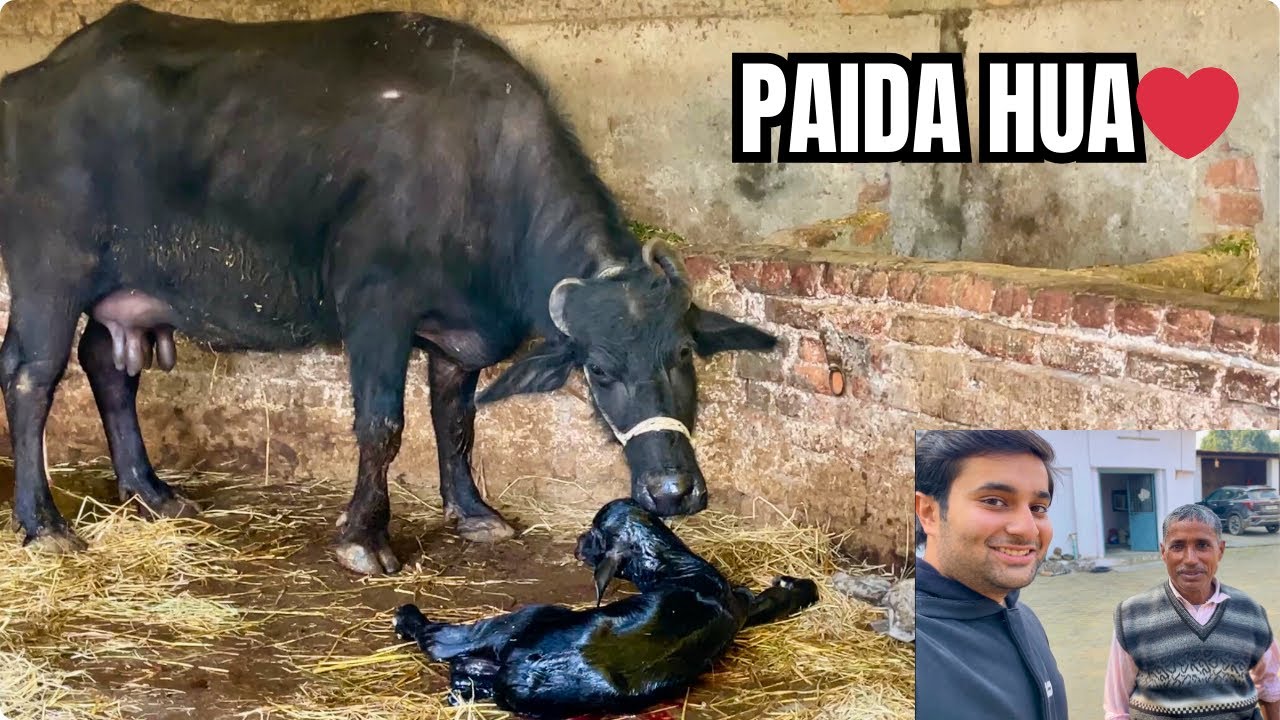 Bhains Ka Bachda (Katra) Paida Hua 🐃❤️ | Pehli Baar Khada Hua | Gaon Vlog