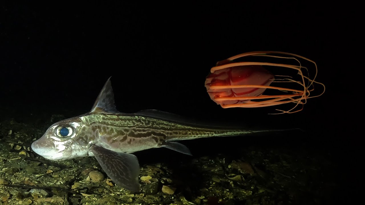 Scuba Diving with Deep Sea Creatures in Trondheim Fjord, Norway