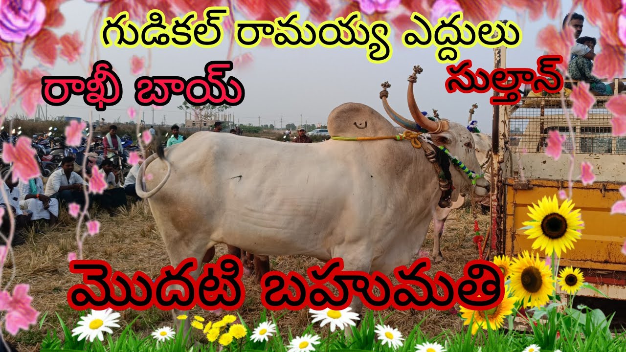 గుడికల్ రామయ్య గారి ఎద్దులు ఫస్ట్ ప్రైజ్ రావడం జరిగింది సుల్తాన్ రాఖీ బాయ్ #bullworker #viralvideos