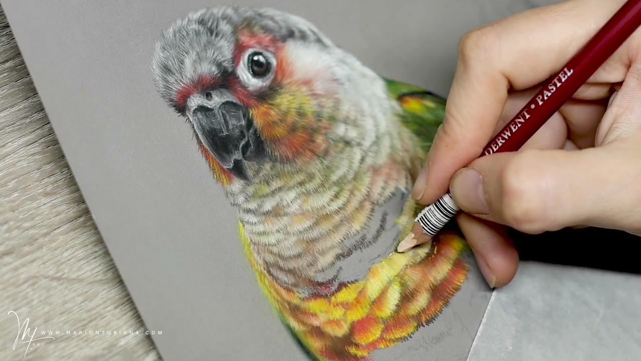 Duo de Conures aux pastels par Marion Tubiana