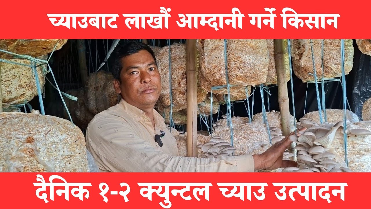 च्याउबाट लाखौं आम्दानी गर्ने किसान | दैनिक १-२ क्युन्टल च्याउ उत्पादन | Ramu Oli