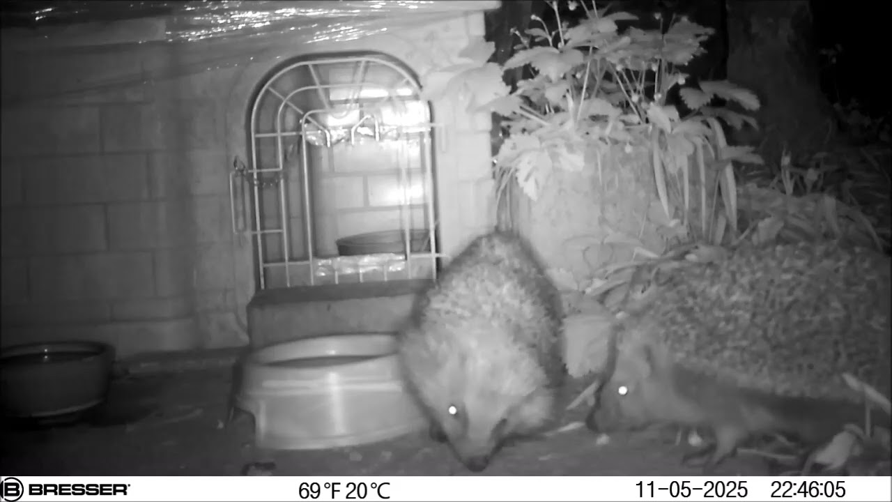 Igel am 11./12. Mai 2025 vor Mitternacht.