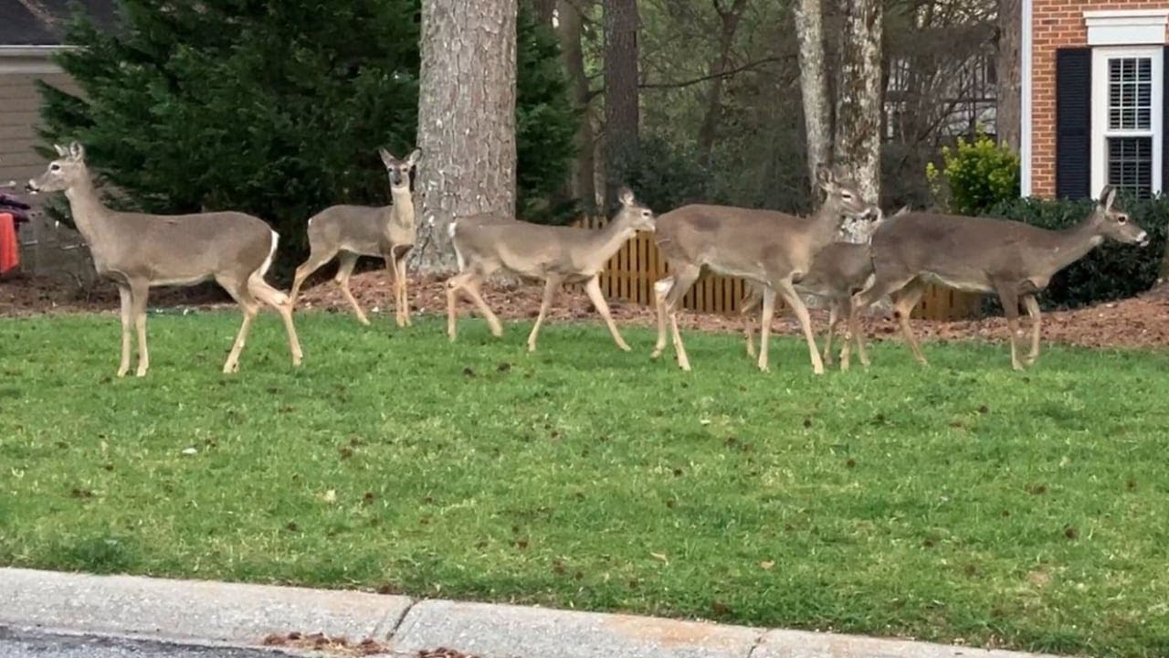 Peachtree Corners’ deer population 8 times the recommended level, city leaders say