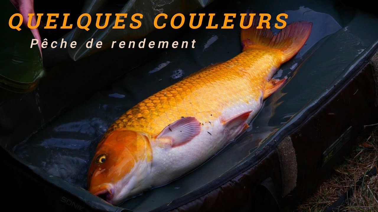 QUELQUES COULEURS {Pêche de la carpe}