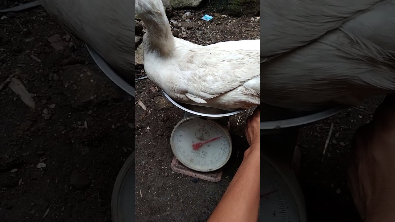 super jumbo bebek Peking ditimbang 3 kg