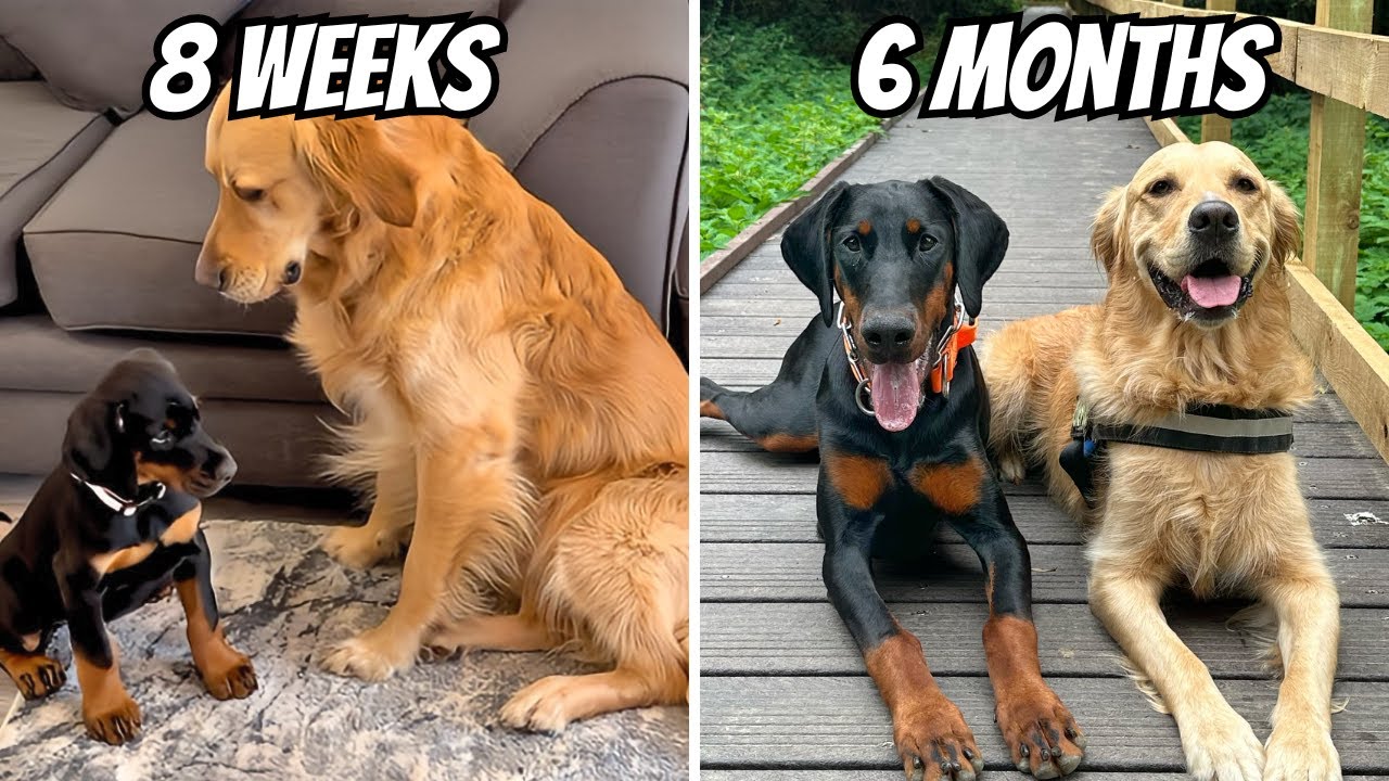 Golden Retriever Meets New Puppy Sister (First 6 months together)