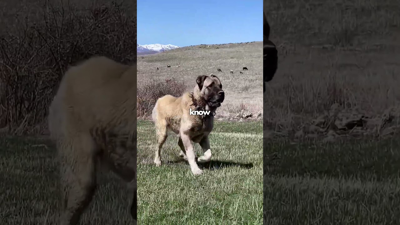 Wolves Vs Kangal! 🥶
