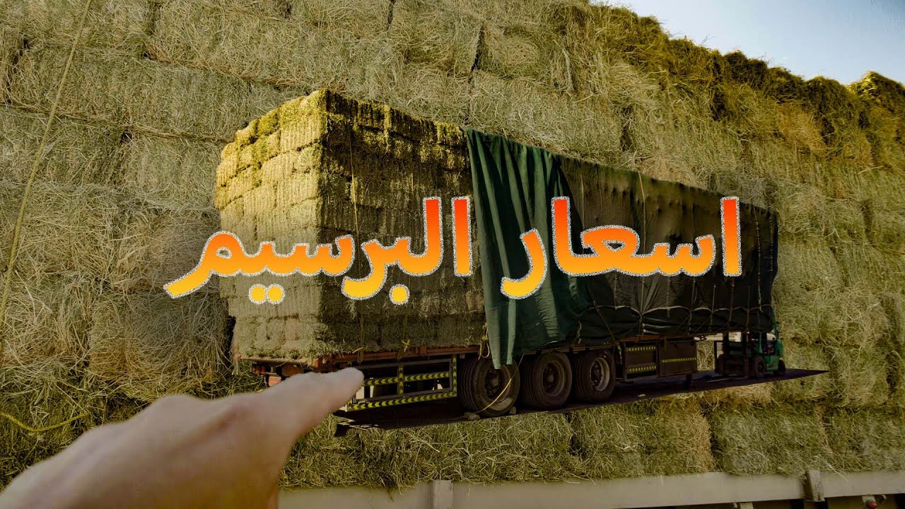 اسعار اعلاف في المدينة المنورة - اسعار البرسيم🧐 | feed prices-alfalfa prices #يوسف_يكتشف