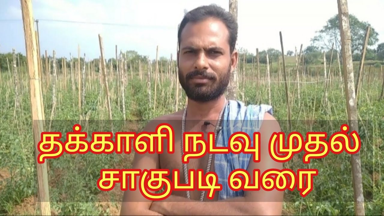 தக்காளி விவசாயம் |சாகுபடி|tomato cultivation|