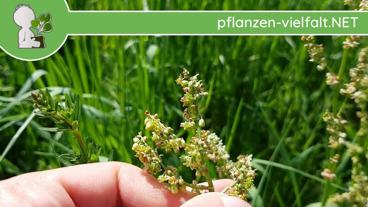 Wiesen-Sauerampfer - Unreife Früchte - 23.04.8 (Rumex acetosa) - essbare Wildpflanzen bestimmen