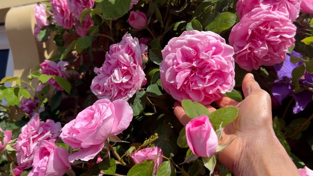 Secrets to Gertrude Jekyll Climbing rose, from pruning to blooming 2025 #gertrude  #climbingroses