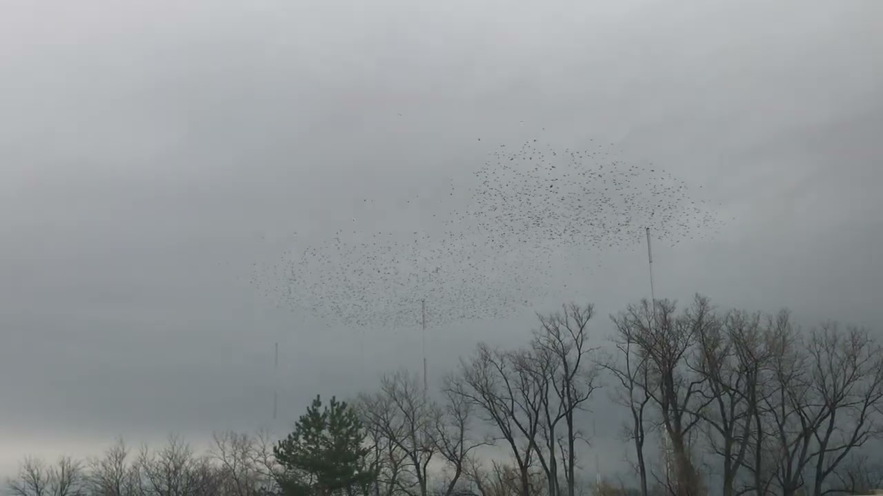 Stopping on a busy road for starlings