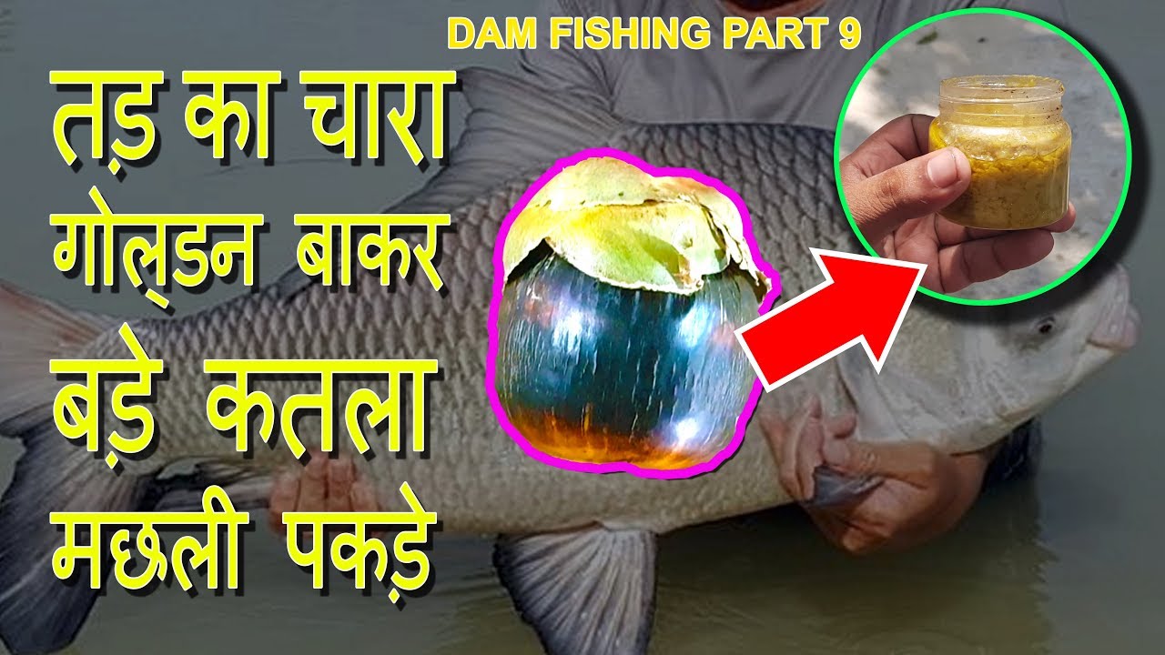 बड़े कतला मछली पकड़ने के लिए गोल्डन बाकर तड़ फल बाकर तड़ का चारा Dam Fishing Technique Part 9