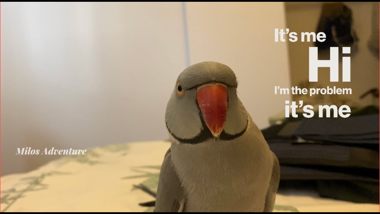 Ringneck parrot gets up close and personal