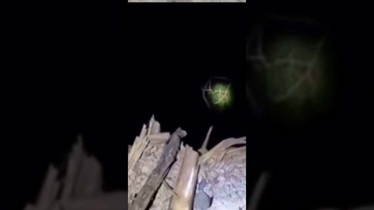 Escuchó un llanto en el bosque… pero era humano? 😨 