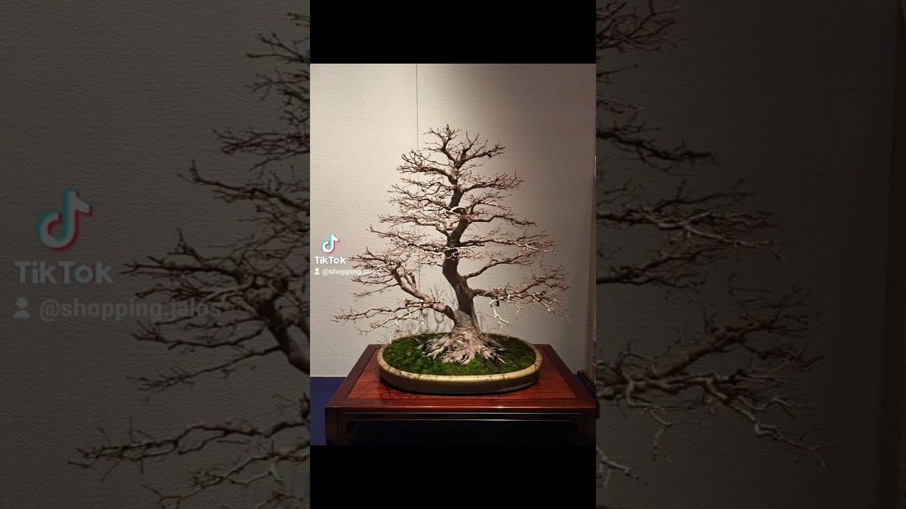 el arce japonez en el arte del bonsai @shopping.jalos @drbonsai # #drbonsai #shopping.jalos  #jalos