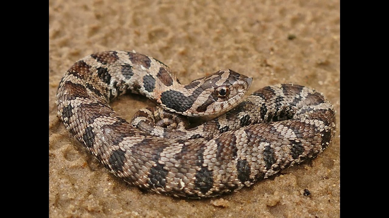 Eastern Hognose Snake