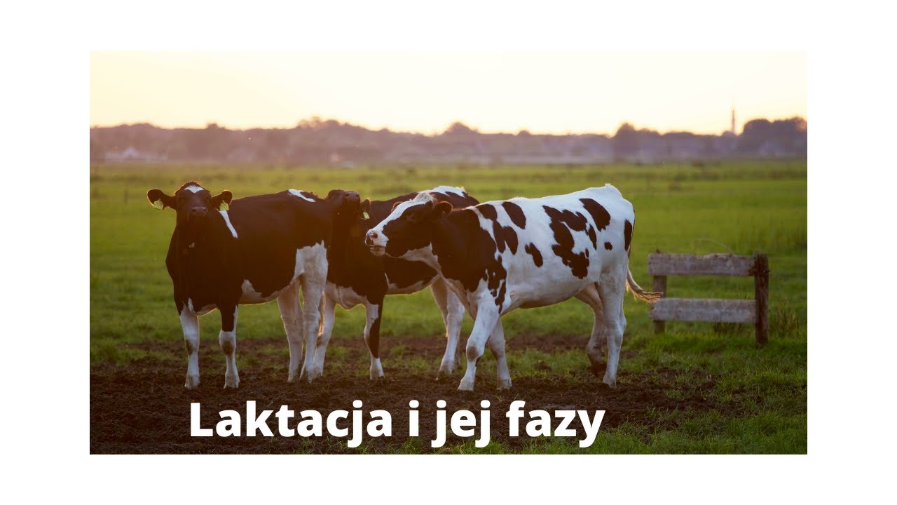 Laktacja u bydła mlecznego