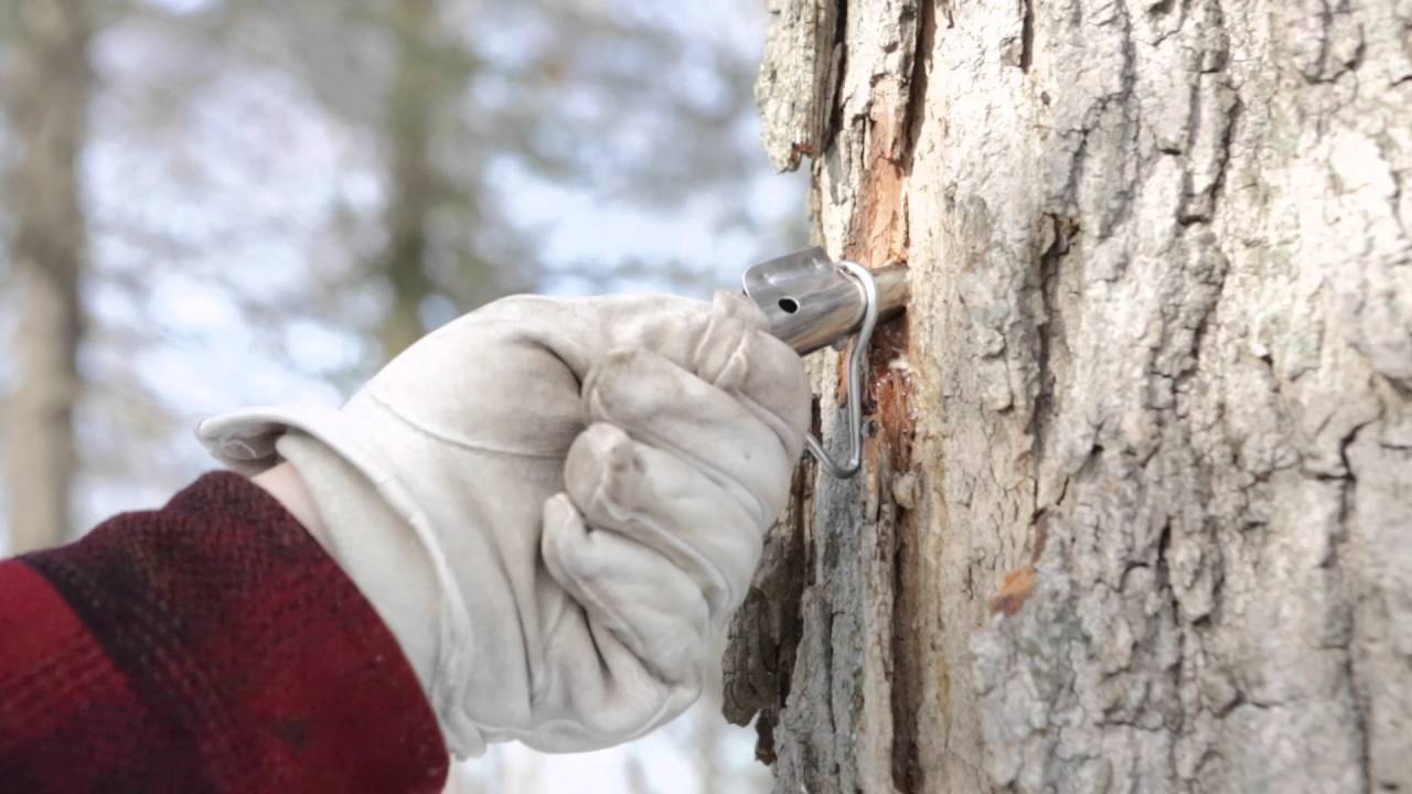 Making Maple Syrup: Tapping Your Trees