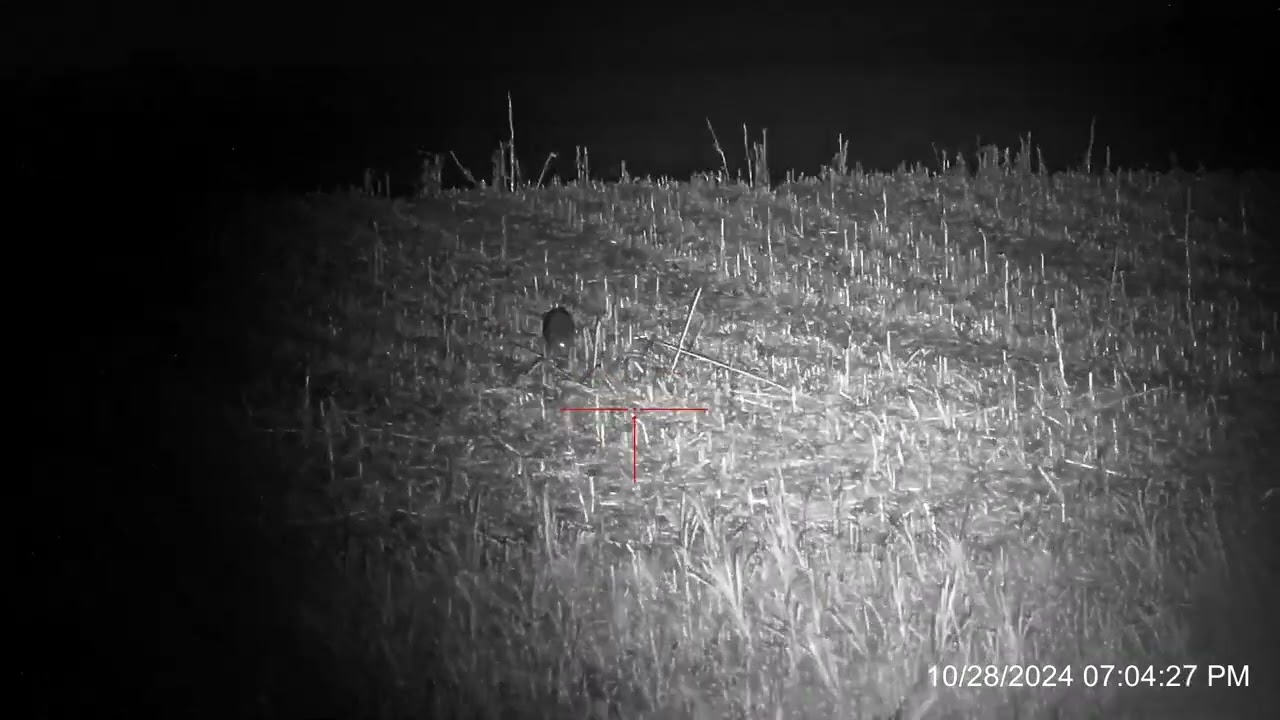 Rix Tourer T20. Called him in to about 120. Identified him at 448 yards. Sniper Hog Turbo 66lrx.