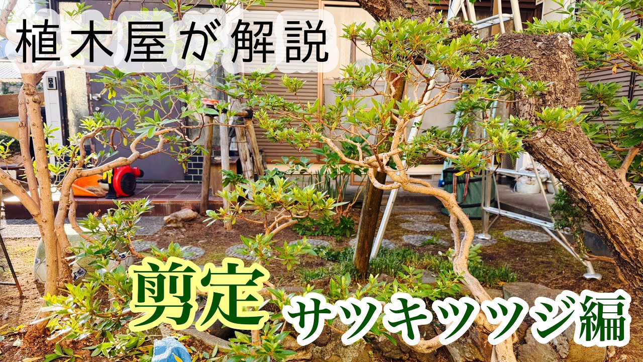 《プロ目線》刈り込まないサツキツツジの剪定の仕方